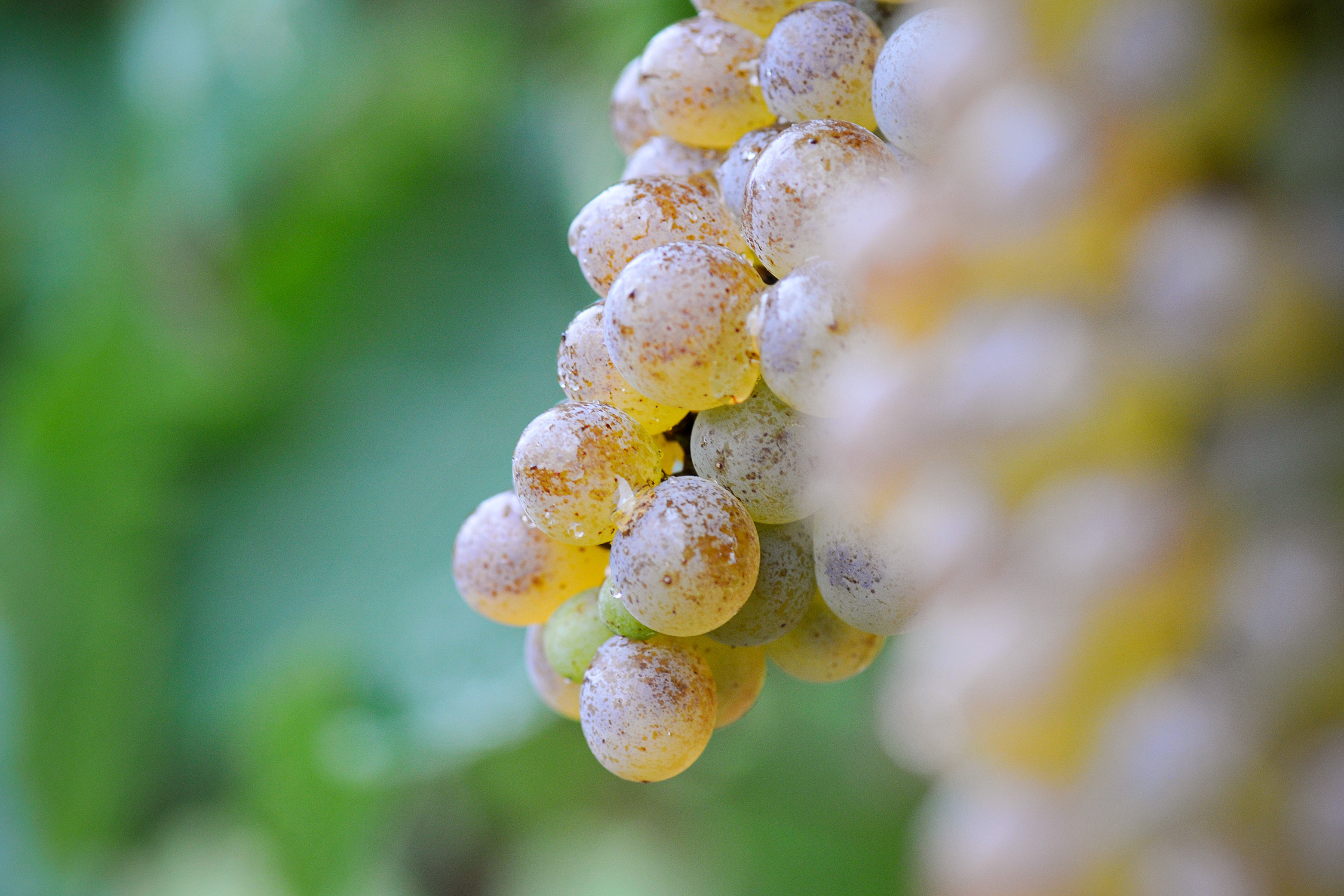 Grappe de raisins dorés