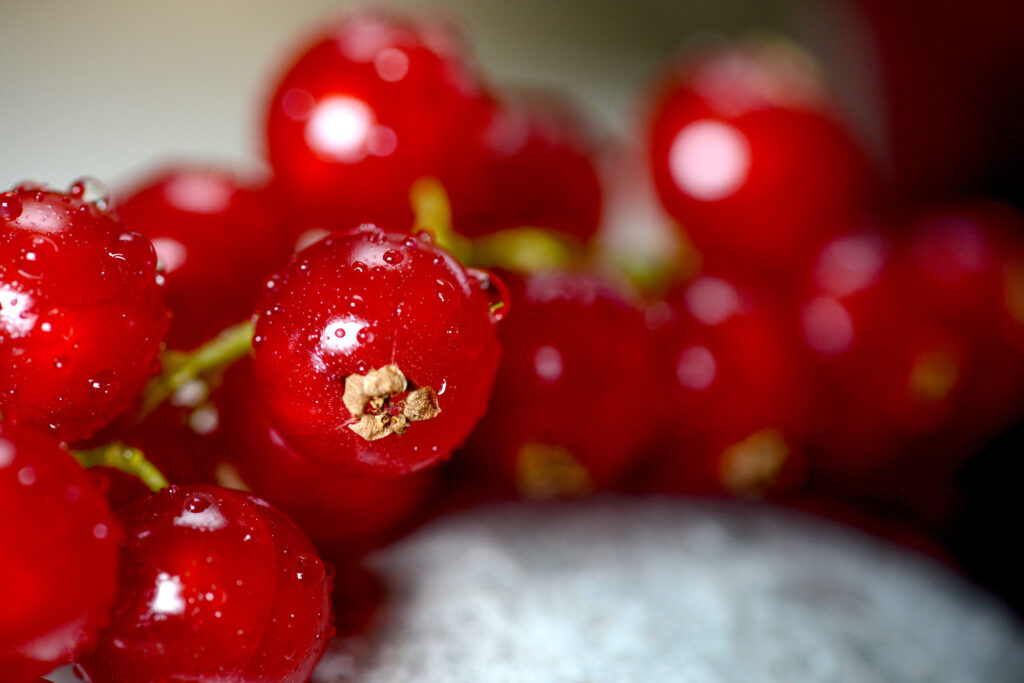 Gros plan sur une grappe de groseilles