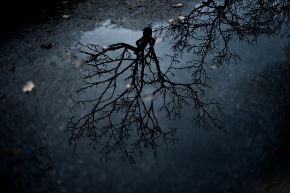 L'arbre dans la flaque d'eau