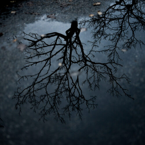 L'arbre dans la flaque d'eau